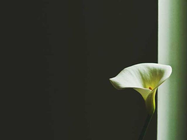 thibaut81_pnke