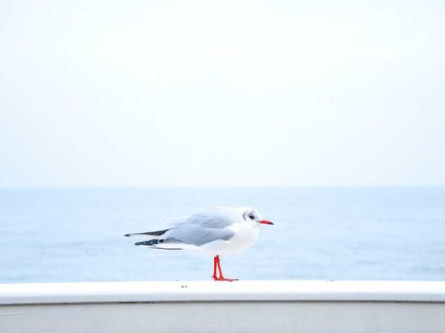 flossie_hammes_31YZ