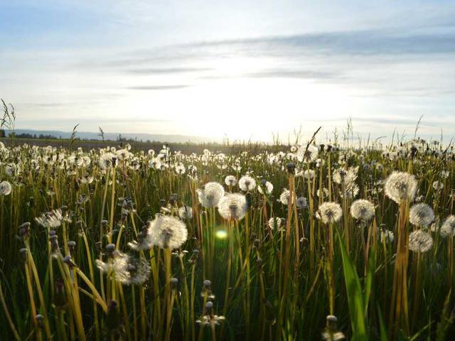 gilbert_henri_ZeMP