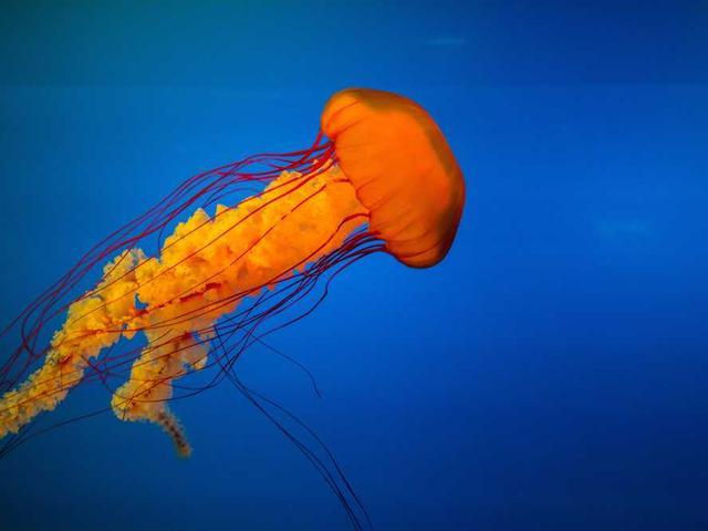 garland60_PUDG