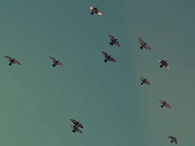 cullrich_vCm0